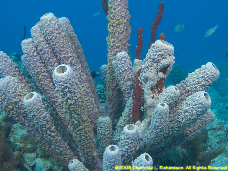 Pictures/Diagrams. All About Sponges JFR